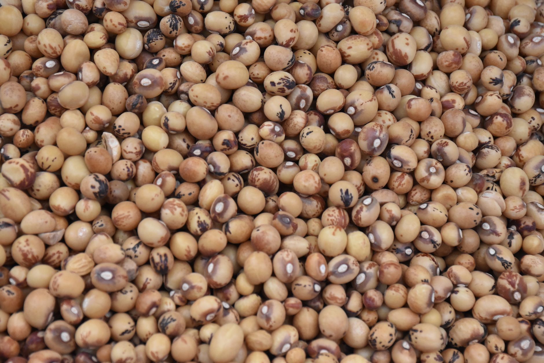 Meeting daily protein targets: a guide to plant-based and alternative sources