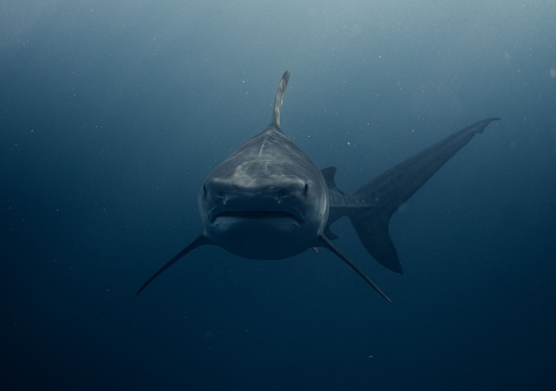 Sharks and rays: the ocean predators that outlasted five mass extinctions